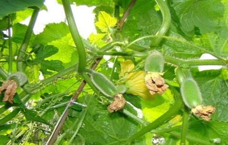 冬瓜生长条件(冬瓜生长条件要求)