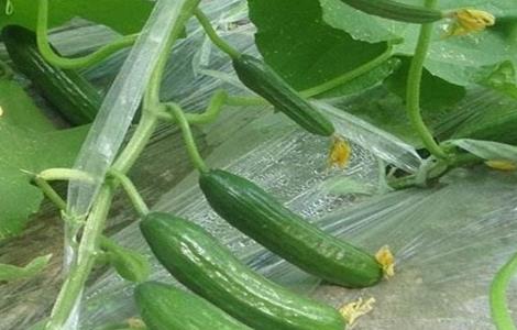 荷兰小黄瓜栽培技术（荷兰小黄瓜栽培技术要点）