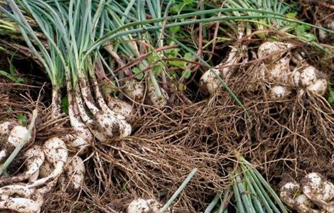 藠头的种植条件 芋头的种植方法