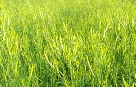 黄花菜田间管理技术 黄花菜田间管理技术要点