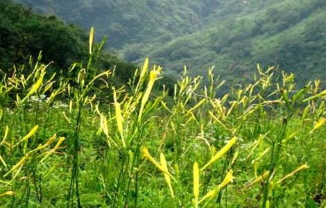 黄花菜生长环境（介绍黄花菜的生长及特征）