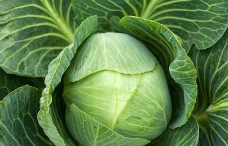 夏季卷心菜种植技术(卷心菜的栽培技术)