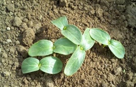 苦瓜苗期管理技术 苦瓜种植管理技术