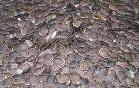 丝瓜种子怎么催芽 丝瓜种子怎么催芽育苗