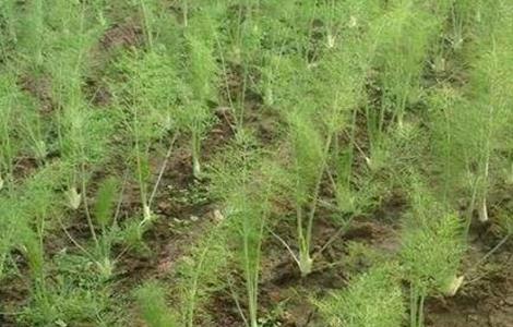 茴香的田间管理技术 茴香的田间管理技术有哪些