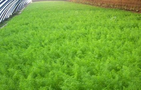 茴香的种植方法 茴香的种植方法视频