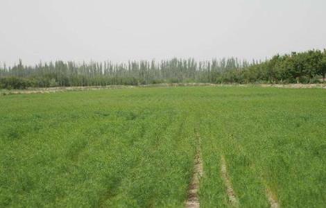 茴香 种植方法 茴香种植