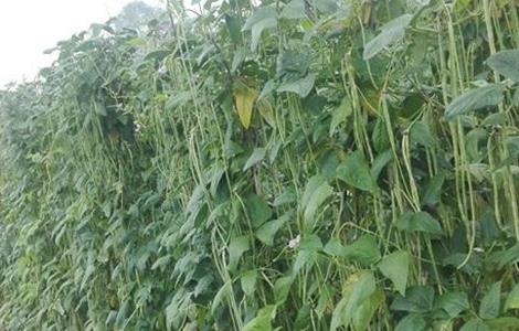 豇豆 高产施肥 种植豇豆施肥