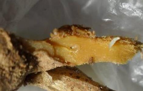 生姜烂姜的原因 生姜烂姜的原因有哪些