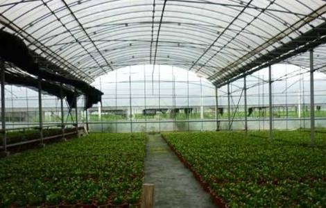 蔬菜大棚夏季遮阳注意事项 蔬菜大棚夏季遮阳注意事项有哪些