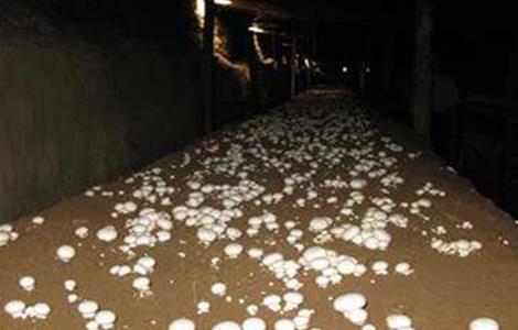 蘑菇对生长环境的要求 蘑菇对生长环境的要求是