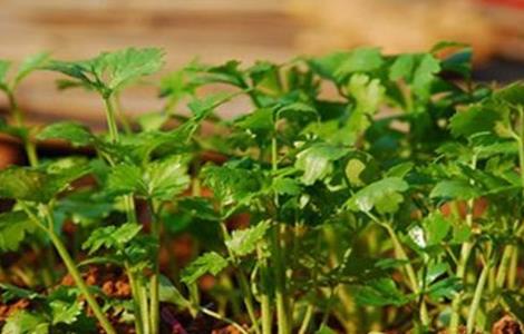 香菜的贮藏方法 香菜储存保鲜方法