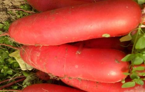 大棚红皮萝卜种植技术(大棚红皮萝卜种植技术要点)