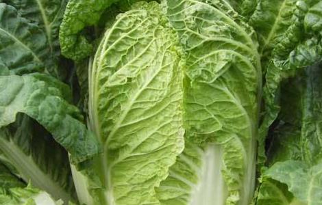 大白菜中后期管理技术 大白菜中后期管理技术要点