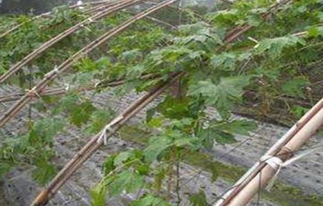 苦瓜施肥过多会怎样（苦瓜施肥过多会怎样呢）