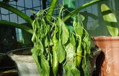 青椒叶子卷曲怎么回事 青椒叶片卷曲原因