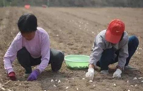 秋播大蒜栽培 秋播大蒜栽培管理技术