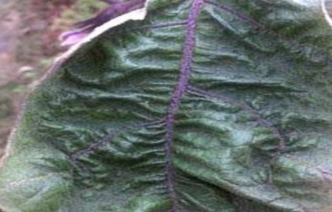 茄子卷叶怎么回事（茄子卷叶是什么毛病）