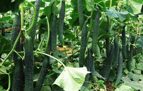 黄瓜栽培技术要点 黄瓜栽培技术要点摘心