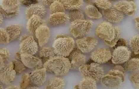 番茄种子催芽方法(番茄种子催芽方法五种方法)