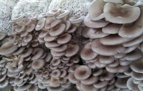 平菇栽培技术(平菇栽培技术完整版平菇技术)