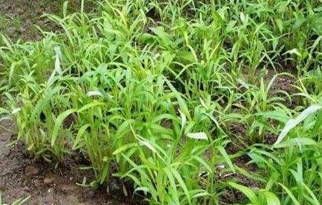 空心菜种植技术（空心菜种植技术与管理）