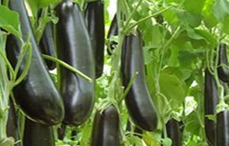 无公害茄子生产技术 无公害茄子生产技术规程制定