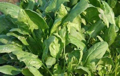 菠菜怎样种才高产 种植菠菜高产又好吃的方法,手把手教给你,快学起来吧!