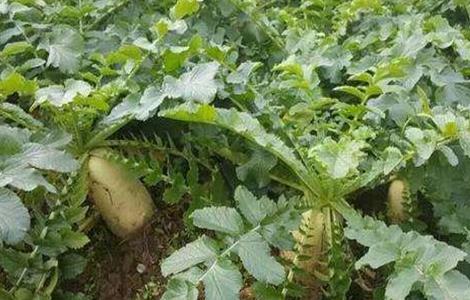 秋萝卜种植技术 秋萝卜栽培技术要点