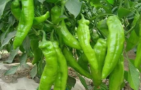 辣椒秋延后栽培技术（辣椒秋延后栽培技术与管理）
