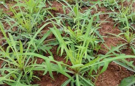 野菜种植前景如何 山野菜种植前景怎么样