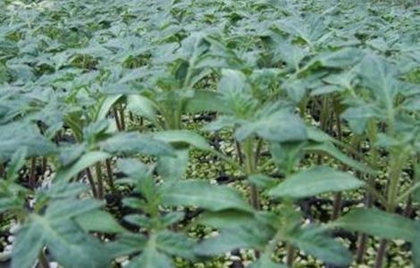 西红柿为什么不适宜多次分苗(西红柿怎么间苗)