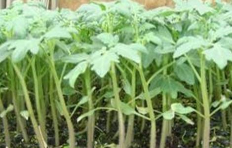 西红柿为什么不适宜多次分苗