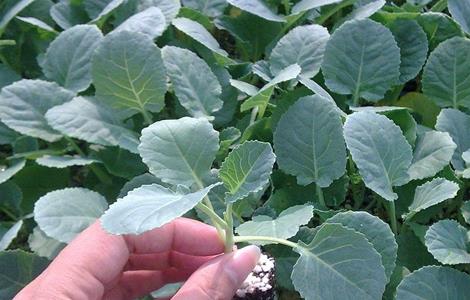 西兰花种植管理技术 西兰花种植管理技术露天病虫害