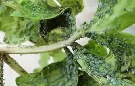 大棚蔬菜主要虫害的防治技术 大棚蔬菜主要虫害的防治技术有哪些