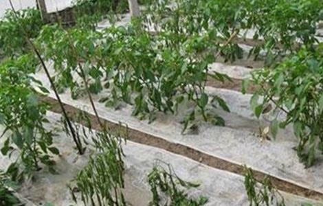 辣椒死苗原因及预防措施(辣椒死苗原因及预防措施有哪些)