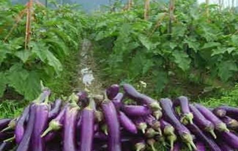 茄子的贮藏方法(茄子的贮藏方法与加工技术)