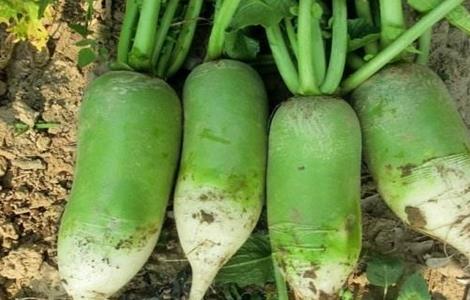 八月适合种植什么蔬菜 八月适合种植的蔬菜有哪些