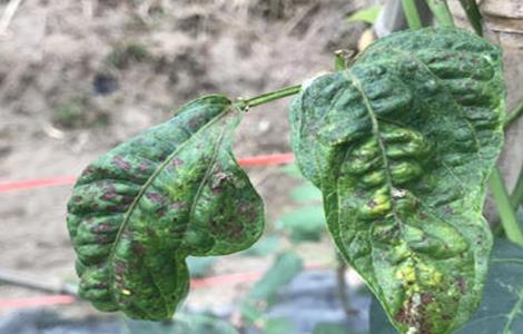 豆角卷叶是什么原因（豆角叶子卷）