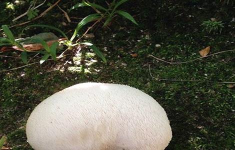 猴头菇需要的种植条件 猴头菇需要的种植条件是