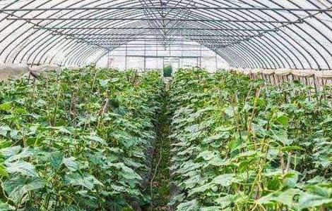 大棚豆角什么时候追肥 大棚豆角冲什么肥好