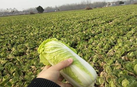 大棚娃娃菜种植管理技巧