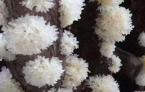 银耳如何培育（银耳如何培育出来的）