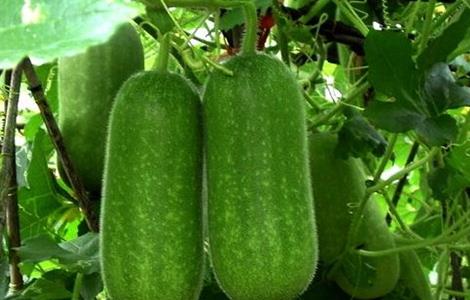 冬瓜定植后如何管理（冬瓜定植后如何管理好）