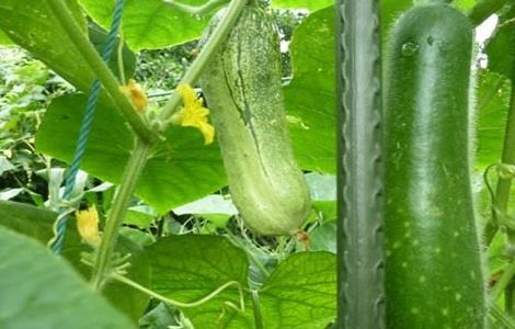 如何提高冬瓜坐果率（如何提高冬瓜坐果率的方法）