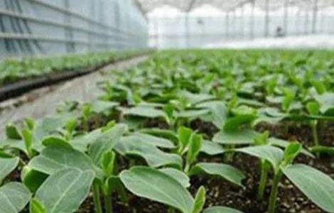 越冬茄子的育苗技术（冬季茄子育苗方法）