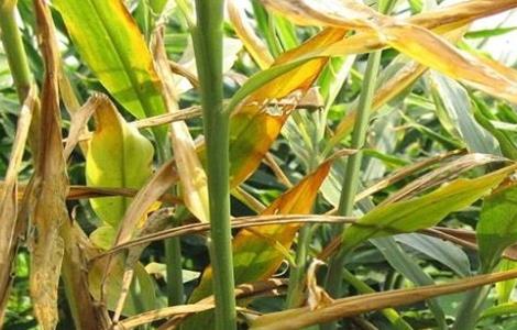 大姜死棵严重的防治方法（大姜死棵严重的防治方法是什么）