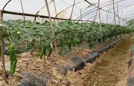 蔬菜生根剂怎么使用 蔬菜生根剂怎么使用效果好