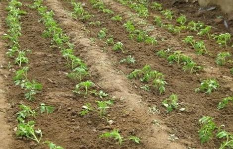 蔬菜定植后萎蔫怎么办 蔬菜苗种下后蔫苗怎么办