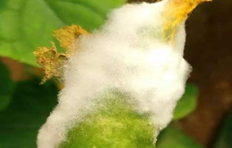 黄瓜长白毛是什么原因（黄瓜长白毛是什么原因造成的）